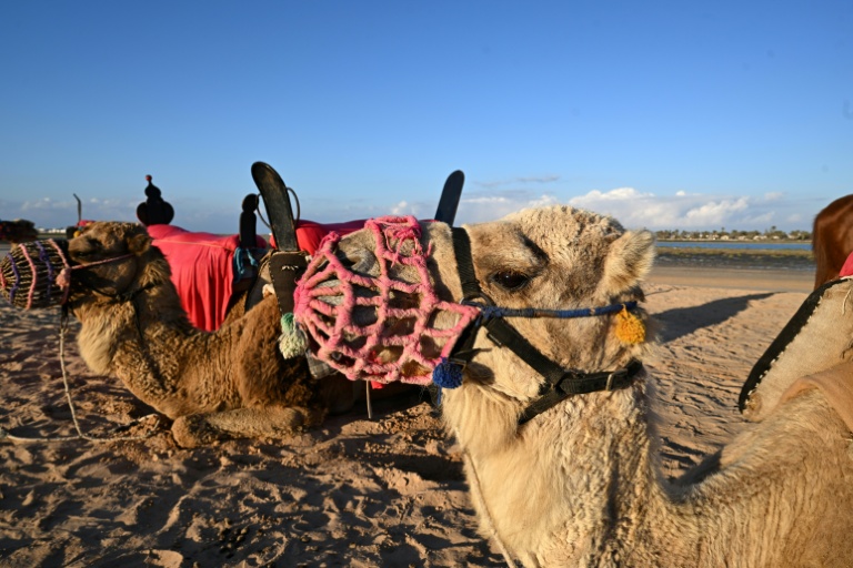 Djerba Découverte
